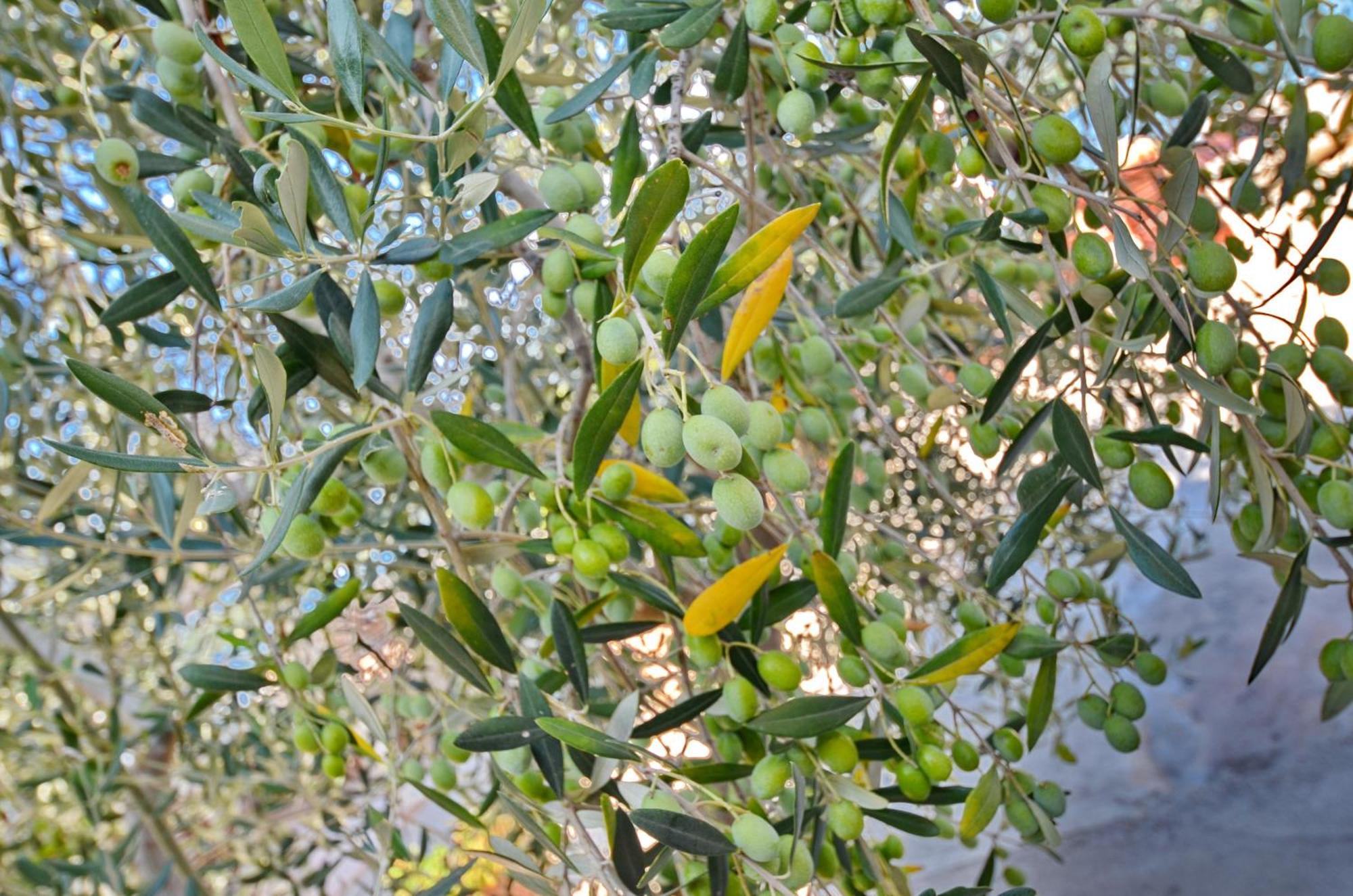 Dubravcevic Residence 蒂瓦特 外观 照片